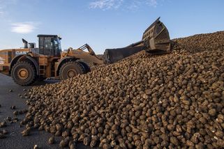 Za úpadek českých cukrovarů nemůže jen Ukrajina, ale i země, kde se nevyrábí - Seznam Zprávy